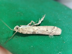 Ancylosis cinnamomella