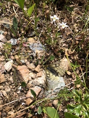 Parnassius eversmanni