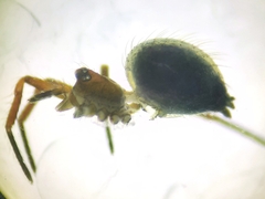 Euryopis episinoides