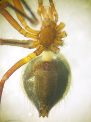 Euryopis episinoides
