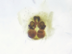 Euryopis episinoides