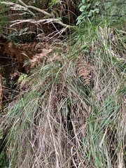 Poa anceps