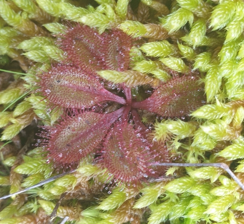 Image of Drosera praefolia by (c) Rosalie Lawrence, some rights reserved (CC BY)