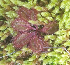 Drosera praefolia