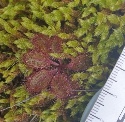 Image of Drosera praefolia by (c) Rosalie Lawrence, some rights reserved (CC BY)