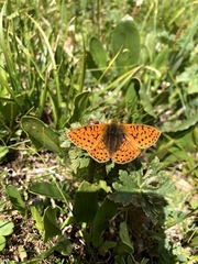 Boloria altaica