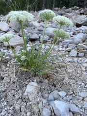Ligusticum ferulaceum