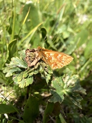 Boloria altaica