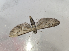 Eupithecia innotata