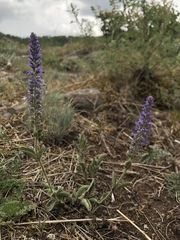Veronica porphyriana