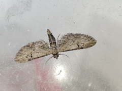 Eupithecia innotata