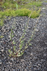 Artemisia vulgaris