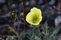 Papaver nudicaule