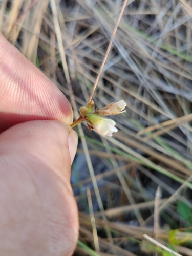 Image of Galactia erecta by (c) Scott Allen Davis, some rights reserved (CC BY)