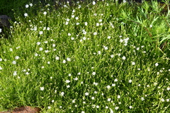 Stellaria ciliatosepala