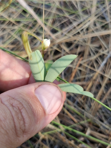 Image of Galactia erecta by (c) Scott Allen Davis, some rights reserved (CC BY)