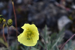 Papaver nudicaule