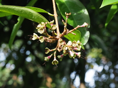 Syzygium pycnanthum