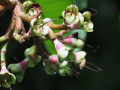 Syzygium pycnanthum