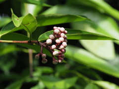 Syzygium pycnanthum