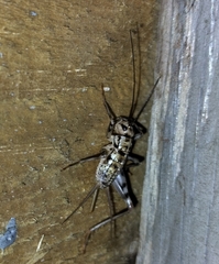 Gryllomorpha