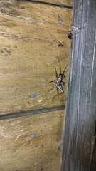 Gryllomorpha