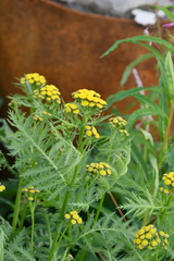 Tanacetum vulgare boreale