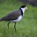 Black-shouldered Masked Lapwing - Photo (c) Taylor, some rights reserved (CC BY-NC), uploaded by Taylor