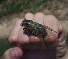 Lyristes plebejus