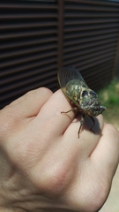 Lyristes plebejus