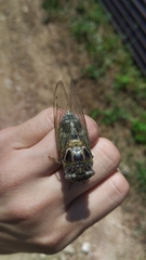 Lyristes plebejus