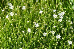 Stellaria ciliatosepala