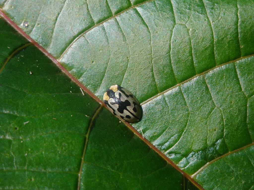 Zatrephina sexlunata