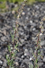 Artemisia vulgaris