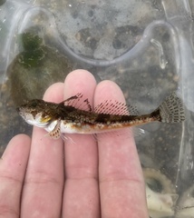 Chitonotus pugetensis