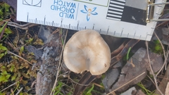 Singerocybe