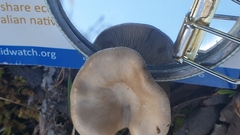 Singerocybe