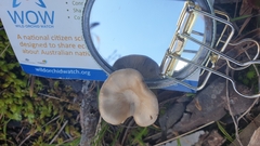 Singerocybe