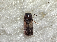 Scobicia chevrieri