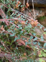 Leionema hillebrandii