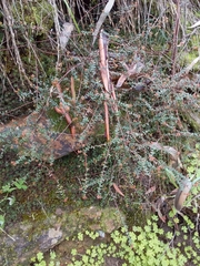 Leionema hillebrandii