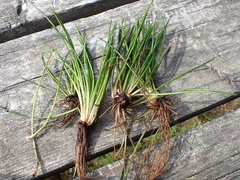 Isoetes lacustris