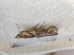 Ancylosis cinnamomella