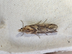 Ancylosis cinnamomella