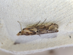 Ancylosis cinnamomella