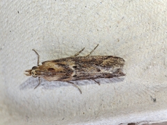 Ancylosis cinnamomella