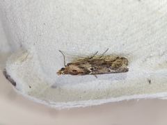 Ancylosis cinnamomella