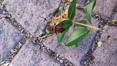 Spilostethus pandurus