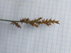 Carex elongata