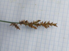 Carex elongata